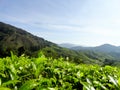 Tea plantations Brinchang Cameron Highlands Malaysia Royalty Free Stock Photo