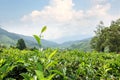 Tea plantations, Cameron Highlands, landmark of Malaysia. Royalty Free Stock Photo