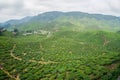 Tea Plantations Cameron Highlands Royalty Free Stock Photo