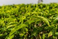 Tea plantations in the cameron highlands in Malaysia Royalty Free Stock Photo