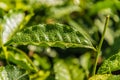 Tea plantations in the cameron highlands in Malaysia