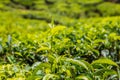 Tea plantations in the cameron highlands in Malaysia Royalty Free Stock Photo