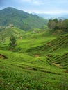 Tea plantations in Cameron Highlands, Malaysia,vertical Royalty Free Stock Photo