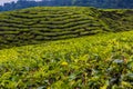 Tea plantations in the cameron highlands in Malaysia