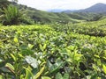 Tea plantation terraces in Malaysia