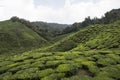 Tea plantations on Cameron Highlands. Tanah Rata, Malaysia. Royalty Free Stock Photo