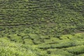 Tea plantations on Cameron Highlands. Tanah Rata, Malaysia. Royalty Free Stock Photo