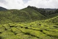 Tea plantations on Cameron Highlands. Tanah Rata, Malaysia. Royalty Free Stock Photo