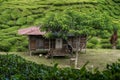 Tea plantations Cameron Valley. Green hills in the highlands of Malaysia. Tea production. Green bushes of young tea Royalty Free Stock Photo