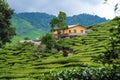 Tea plantations Cameron Valley. Green hills in the highlands of Malaysia. Tea production. Green bushes of young tea