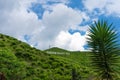 Tea plantations Cameron Valley. Green hills in the highlands of Malaysia. Tea production. Green bushes of young tea