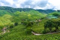 Tea plantations Cameron Valley. Green hills in the highlands of Malaysia. Tea production. Green bushes of young tea Royalty Free Stock Photo