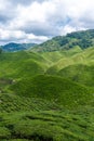 Tea plantations Cameron Valley. Green hills in the highlands of Malaysia. Tea production. Green bushes of young tea