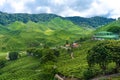 Tea plantations Cameron Valley. Green hills in the highlands of Malaysia. Tea production. Green bushes of young tea Royalty Free Stock Photo
