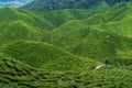 Tea plantations Cameron Valley. Green hills in the highlands of Malaysia. Tea production. Green bushes of young tea Royalty Free Stock Photo