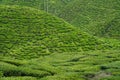 Tea plantations Cameron Valley. Green hills in the highlands of Malaysia. Tea production. Green bushes of young tea Royalty Free Stock Photo