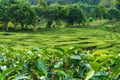 Tea plantations Cameron Valley. Green hills in the highlands of Malaysia. Tea production. Green bushes of young tea