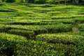 Tea plantations Cameron Valley. Green hills in the highlands of Malaysia. Tea production. Green bushes of young tea