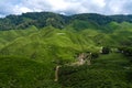 Tea plantations Cameron Valley. Green hills in the highlands of Malaysia. Tea production. Green bushes of young tea