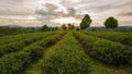 Tea Plantations at ChangRai Highlands, Thailand Royalty Free Stock Photo