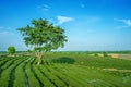 Tea Plantations in chiangrai. Royalty Free Stock Photo