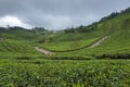 Tea Plantations at Devikulam at Munnar