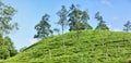 Tea plantations and eucalyptus plantings for flavoring and saucing tea Royalty Free Stock Photo