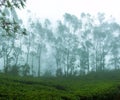 Tea plantations and eucalyptus plantings for flavoring and saucing tea Royalty Free Stock Photo