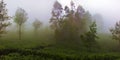 Tea plantations and eucalyptus plantings for flavoring and saucing tea Royalty Free Stock Photo