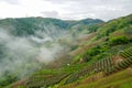 Tea plantations in Fog, cloud Royalty Free Stock Photo