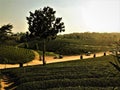 Tea plantations.green landscape background.Tea plantations in morning light Royalty Free Stock Photo