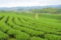 Tea Plantations