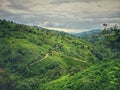 Tea Plantations