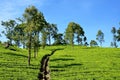 Tea plantations, Haputale, Sri Lanka Royalty Free Stock Photo