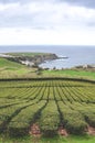 Tea plantations on the hill above the Atlantic ocean in Porto Formoso, Sao Miguel Island, Azores, Portugal. Rows of tea