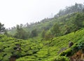 Tea Plantations on Hills of Munnar, Kerala, India - A Green Nature Landscape Royalty Free Stock Photo