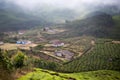 Houses in the middle of a tea plantation Royalty Free Stock Photo