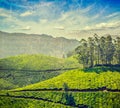 Tea plantations in India