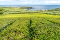 Tea plantations on the island of Sao Miguel in the Azores, Portugal