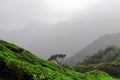 Tea plantations in Kerala Royalty Free Stock Photo