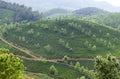 Tea plantations in Kerala, South India Royalty Free Stock Photo