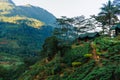 Tea plantations. Leaf, house. waterfall hotel Sri Lanka Royalty Free Stock Photo