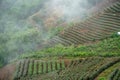 Tea plantations Mae Salong in fog Royalty Free Stock Photo