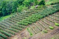 Tea plantations Mae Salong Royalty Free Stock Photo