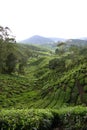 Tea Plantations - Malaysia Royalty Free Stock Photo