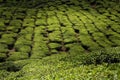 Tea plantations in malaysia, cameron highlands Royalty Free Stock Photo