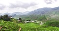 Tea plantations in Malaysia