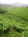 Tea Plantations in Malaysia
