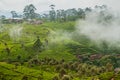 Tea plantations in mountains around Lipton`s Seat near Haputale, Sri Lan Royalty Free Stock Photo