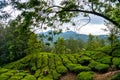 Tea plantations in mountains in Munnar Kerala South India. Royalty Free Stock Photo